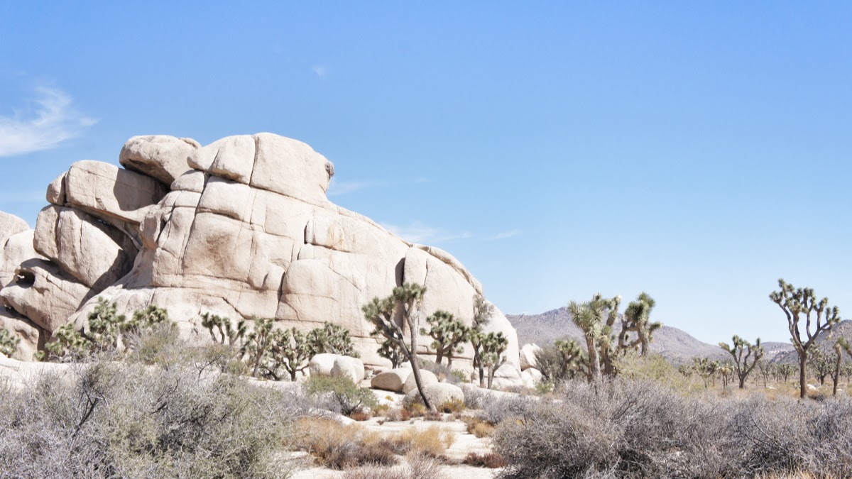 Joshua Tree Park