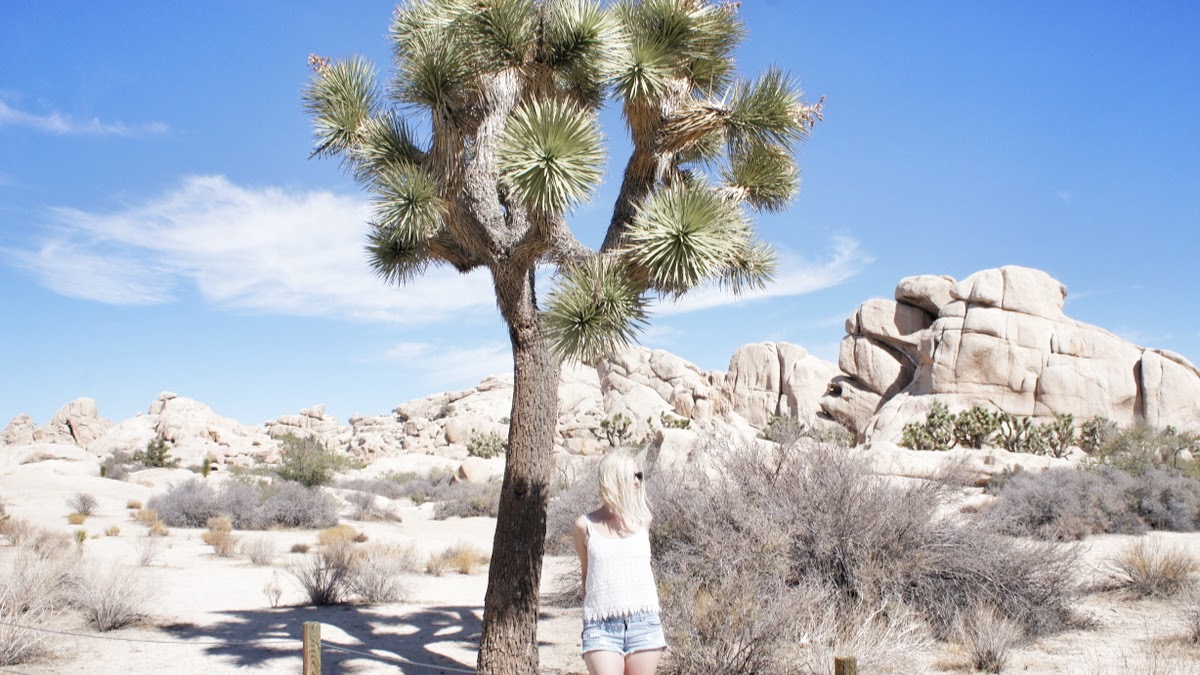 zckerblond im Joshua Tree Park